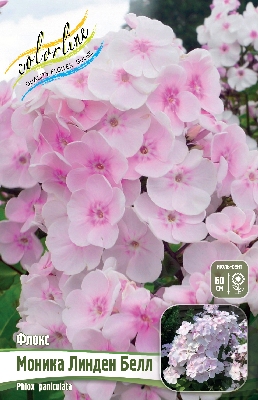 Флокс Моника Линден Белл (2 шт)