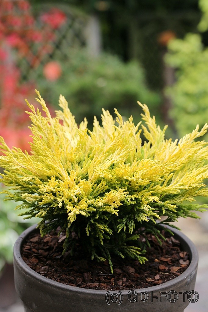 Можжевельник горизонт. Лайм Глоу C3 20-25cm