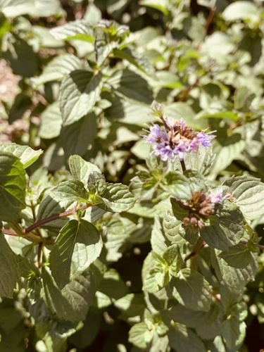 Мята Тархун (1 шт)