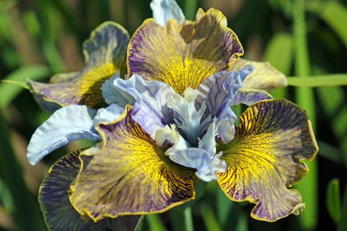 Ирис Лазер Фокус (1 шт)