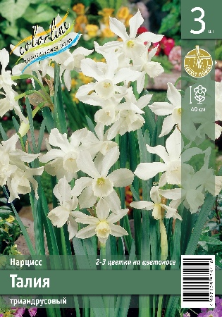 Нарцисс ЭКОНОМ-СЕРИЯ ТАЛИЯ (3 шт)