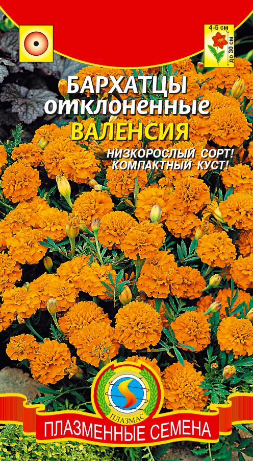 цБархатцы Валенсия