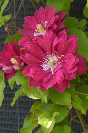 Клематис Акафуджи (1 шт)