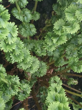 Кочедыжник Фризелли (1 шт)