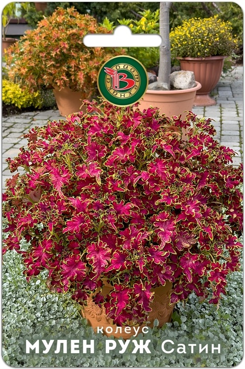 Колеус Мулен Руж Сатин 10шт