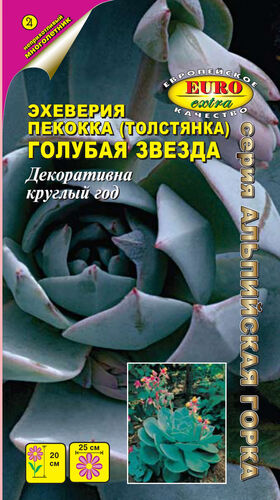 цЭхеверия Голубая звезда (пекокка) 10шт