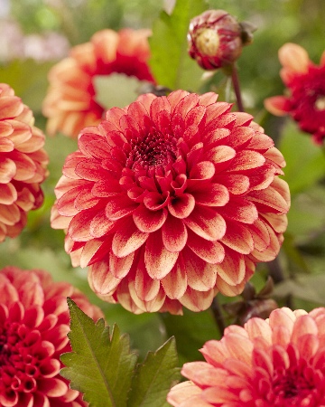 Георгин Мария Стрелла (1 шт)