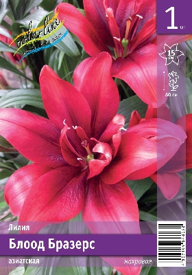 Лилия ЭКОНОМ-СЕРИЯ БЛООД БРАЗЕРС (1 шт)