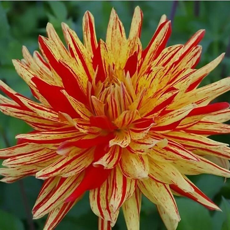 Георгин Стрипед Вулкан