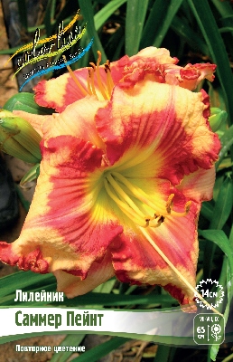 Лилейник Саммер Пейнт (1 шт)