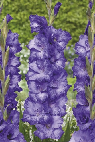 Гладиолус Мав Мьюз (10 шт)