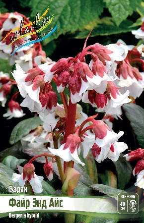 Бадан Файр Энд Айс (1 шт)