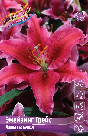 Лилия ЭКОНОМ-СЕРИЯ ЭМЕЙЗИНГ ГРЕЙС (2 шт)