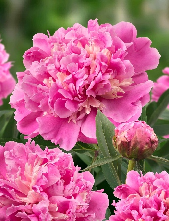 Пион Анима (1 шт)