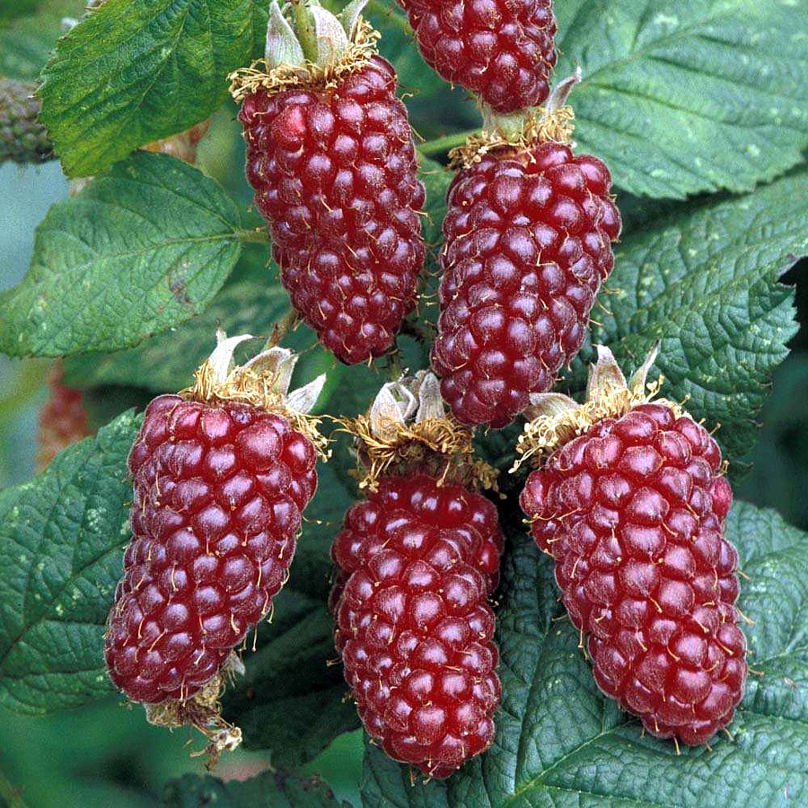 Ежевика Логан Берри (коробка) 20шт