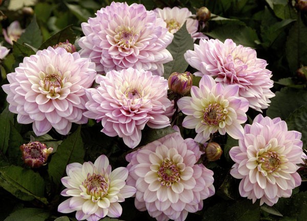 Георгин Гэллери Ла Тур (1 шт)