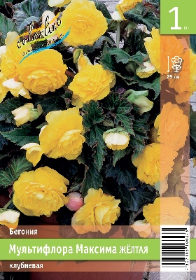 Бегония ЭКОНОМ-СЕРИЯ МУЛЬТИФЛОРА МАКСИМА ЖЕЛТАЯ (1 шт)