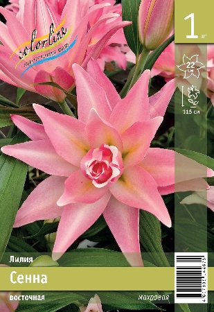 Лилия ЭКОНОМ-СЕРИЯ СЕННА (1 шт)