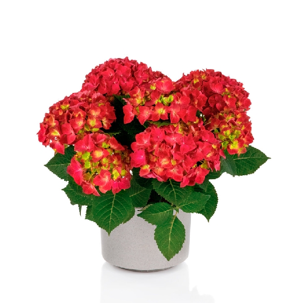 Гортензия  Хай Торнадо P12
