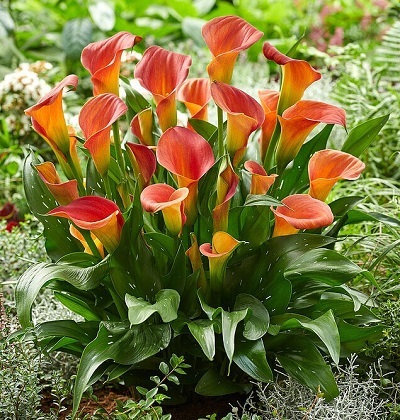 Калла Пэшн Фрут (1 шт)