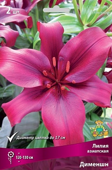 Лилия Дименшн (3 шт)