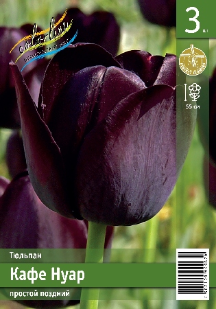 Тюльпан ЭКОНОМ-СЕРИЯ КАФЕ НУАР (3 шт)