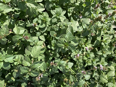 Мята Мандарин (1 шт)