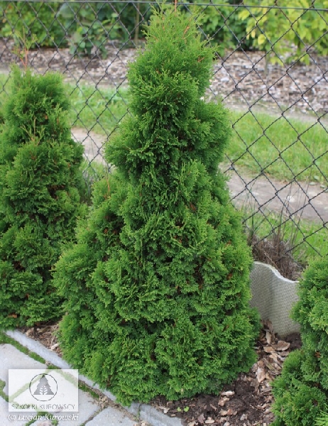 Туя западная Мики C3 30-40cm
