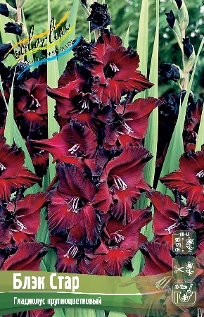 Гладиолус Блэк Стар 10/12 (10 шт)