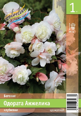 Бегония ЭКОНОМ-СЕРИЯ ОДОРАТА АНЖЕЛИКА (1 шт)
