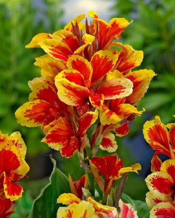 Канна Рейне Шарлотт (зелен) (1)