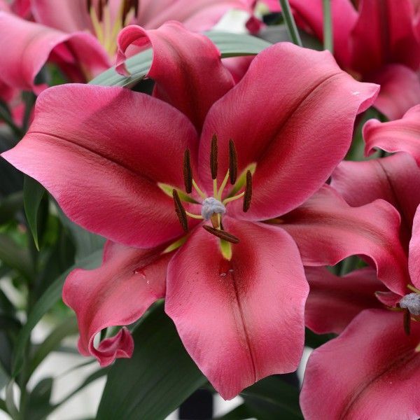 Биг-Пак Лилия Палаццо