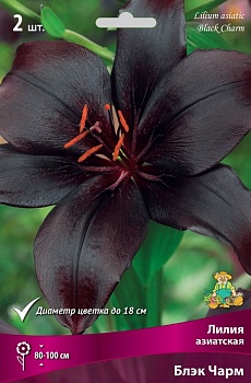 Лилия Блэк Чарм (3 шт)