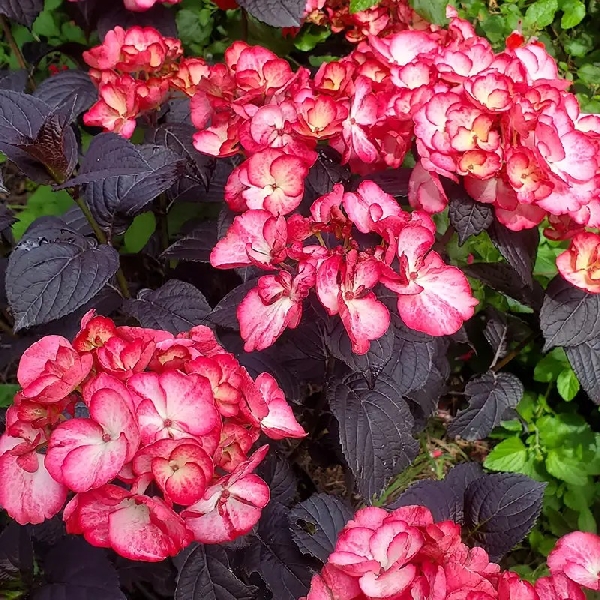 БИГ-ПАК Гортензия Дарби Чоко Блэк Вельвет (5 шт)