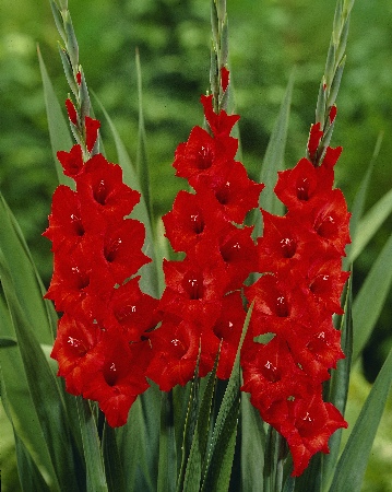 Гладиолус ЭКОНОМ-СЕРИЯ МАСКАНЬИ (5 шт)