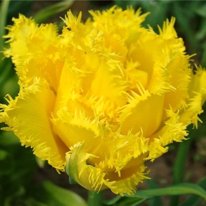 Минивитрина Тюльпан Экзотик Сан (75 шт)