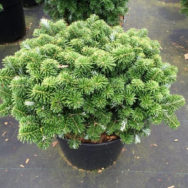 Пихта корейская Тундра C1.5