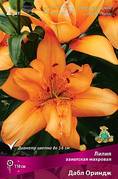 Лилия Дабл Ориндж (3 шт)