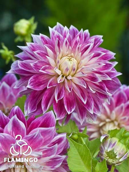 Георгин Пёрпл Экспложн (1 шт)