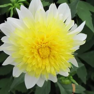 Георгин Пасо Добль