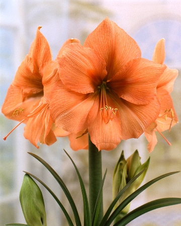 Амарилис Рилона (1 шт)