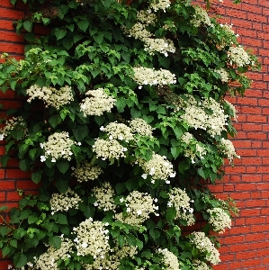 Гортензия вьющаяся черешковая C2