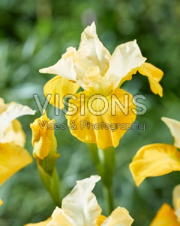 Ирис Дабл Плеже (1 шт)