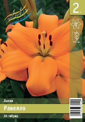 Лилия ЭКОНОМ-СЕРИЯ РАВЕЛЛО (2 шт)