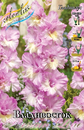 Гладиолус Владивосток 12/14 (7 шт)