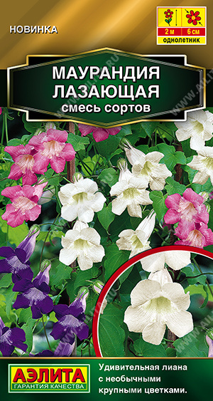 Маурандия лазающая, смесь сортов 5шт