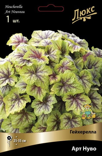 Гейхерелла Арт Нуво (1 шт)