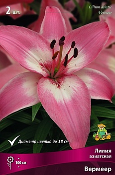 Лилия Вермеер (3 шт)