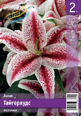 Лилия ЭКОНОМ-СЕРИЯ ТАЙГЕРВУДС (2 шт)