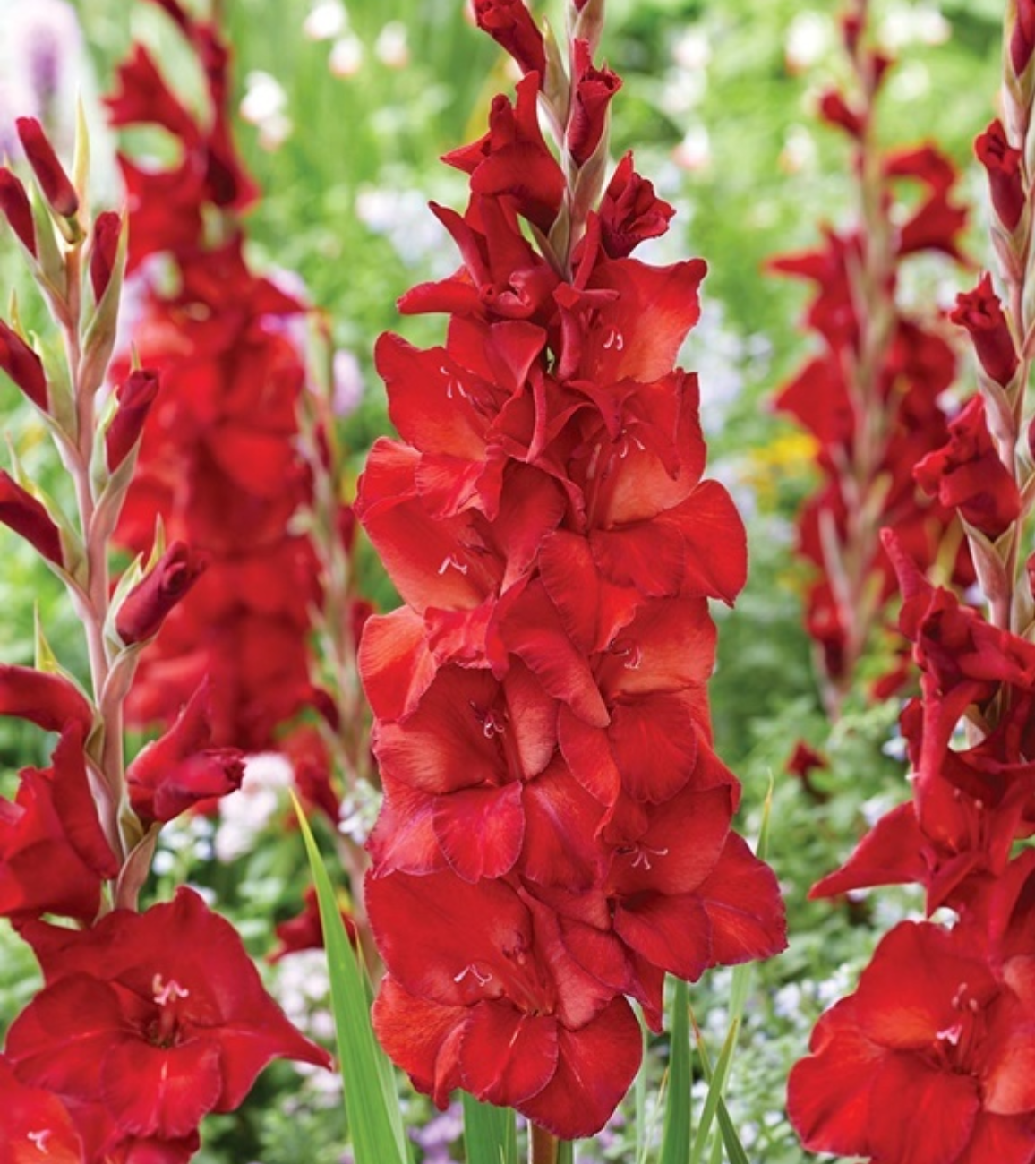 Гладиолус Йоска Брюин (8 шт)